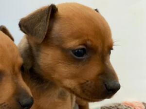 available little boy