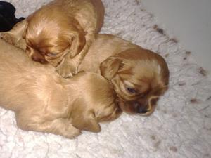 puppies at 2 weeks