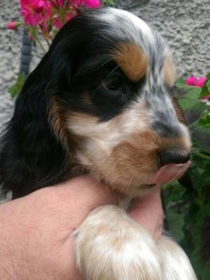 glenbrows puppies for sale