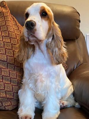 our beautiful Honey
