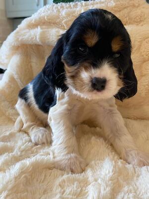 black white and tan girl