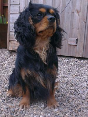 Eddie, Hettie's dad