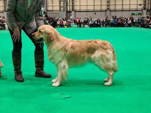 Bertie - 4th KCGCD -,Crufts 2023