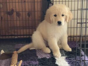 Baby Belle @ 10 weeks