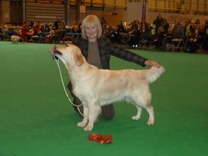 Grace winning Undergraduate Bitch at Crufts 2015