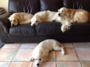 No dogs are allowed on the settee - yes right!