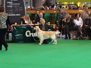 Grace at Crufts 2015