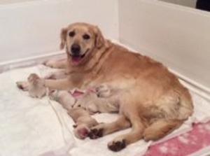 Phoebe and her puppies
