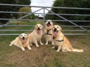 Millie, Grace, Boris and Phoebe (Aug 2015)