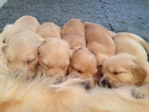 Puppies feeding @3.5 weeks