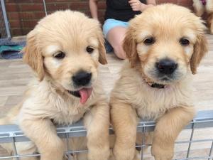 Two of the dog puppies