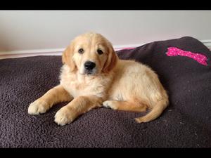 Such a beautiful puppy