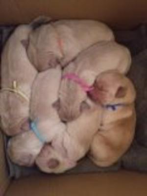 Puppies in a Box