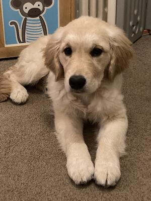 Jade @ 19 wks