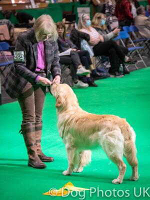Bertie - 3rd KCGCD - Crufts 2022