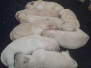 Puppy Bundle