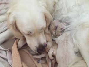 Anya and day old pups