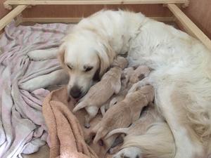 The Milk Bar
