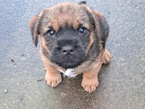 Dog pup
