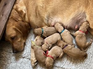 Fia & Pups