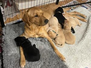 Previous litter