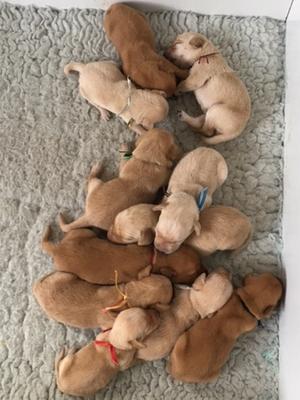 Puppies 9 days old