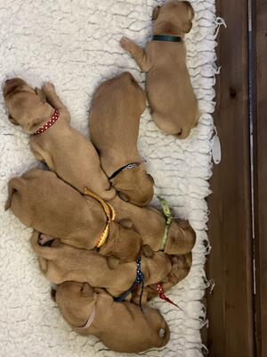 Blue's puppies from her last litter