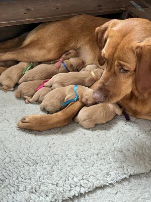 Quinn & her puppies