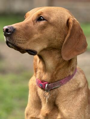 https://nimages.champdogs.net/74546/.p96407411.jpg