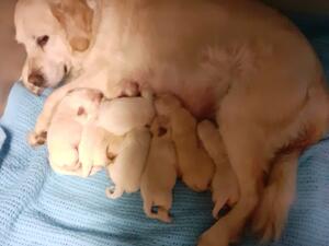 Mum and pups