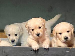 Pups at 4 weeks