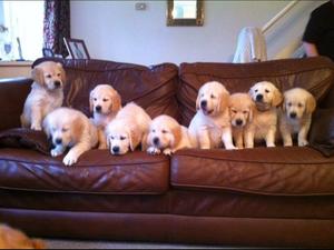 Previous Litter