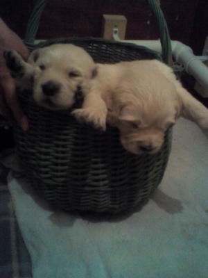 2 chunky boys left