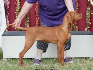 Ponsonby Red Hot N Stunning (imp NZ)