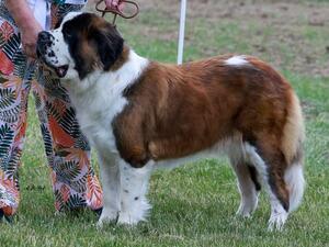 Pudgy winning her first RCC