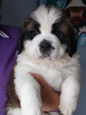 PUPPY