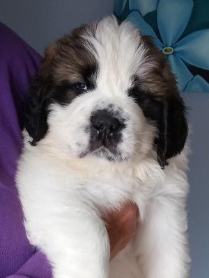Puppy