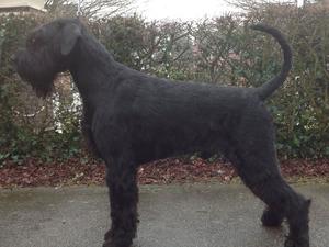 CH. Riesenheim Rufus Black