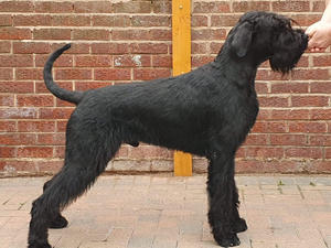 Cruze at 16 months