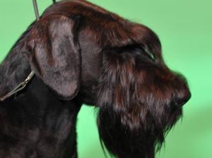 Crufts 2017 - Best of Breed