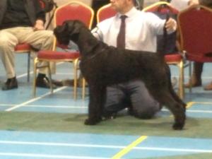 Schnauzer Club GB winning her 2nd CC