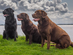 Brodie, Nettie and Harvey.