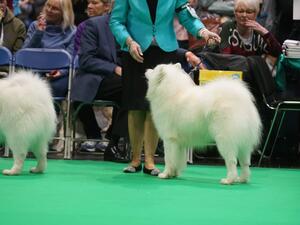 Santaviga Justa Diamond at Sasoolka