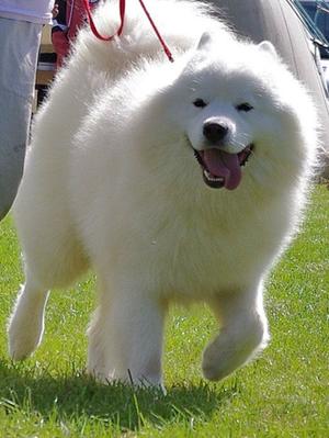 Merlin sire of puppies