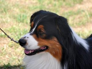 Broc in profile