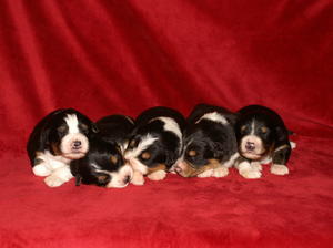Black Tri 11 Days