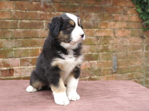 Black Tri Dog With Tail