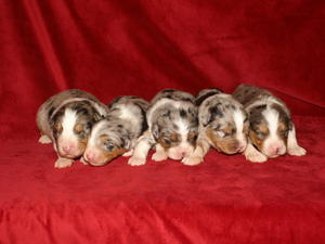 Blue Merles 11 Days