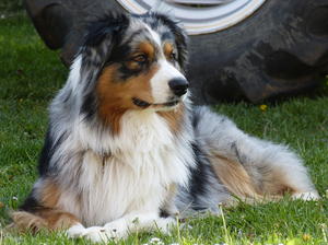 Blue Merle Copper & White