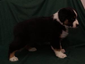 Bo six weeks